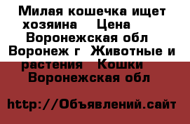 Милая кошечка ищет хозяина. › Цена ­ 1 - Воронежская обл., Воронеж г. Животные и растения » Кошки   . Воронежская обл.